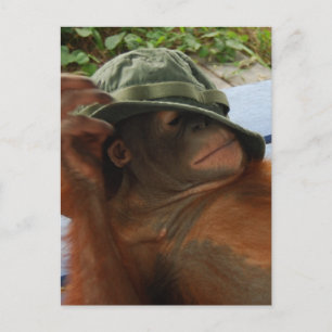 Animal Baby Nap Time Postcard