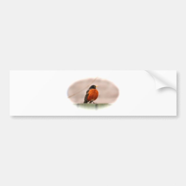 Animal Bird American Robin Bumper Sticker (Front)
