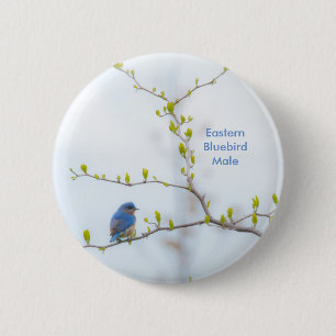 Animal Bird Eastern Bluebird 2 Inch Round Button