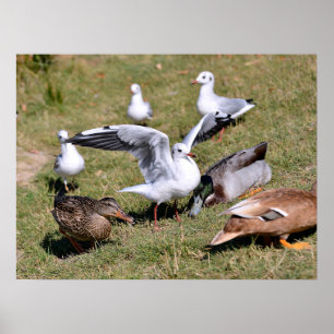 Animal bird Gulls and ducks on grass  Poster
