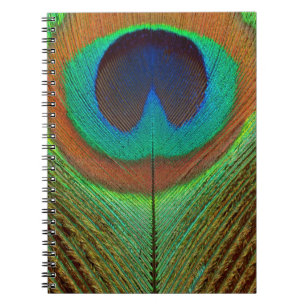 Animal - Bird - Peacock Feather Notebook