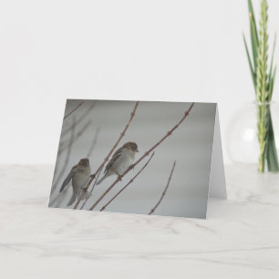 Animal Bird Sparrow 1 Greeting Card