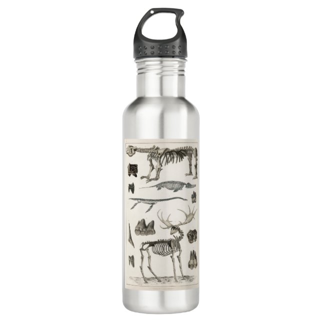 animal, bones, structure, skeleton, bone, anatomy, 710 ml water bottle (Front)