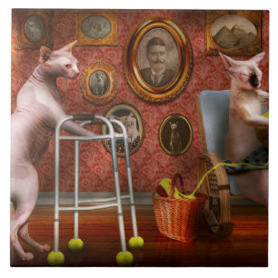 Animal - Cat - Retirement home for cats Tile