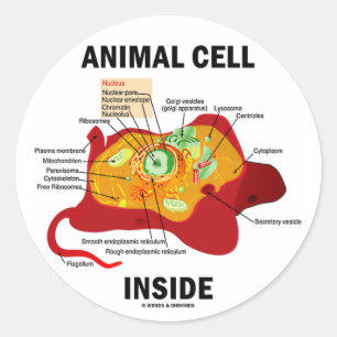 Animal Cell Inside (Eukaryote Cell Biology) Classic Round Sticker
