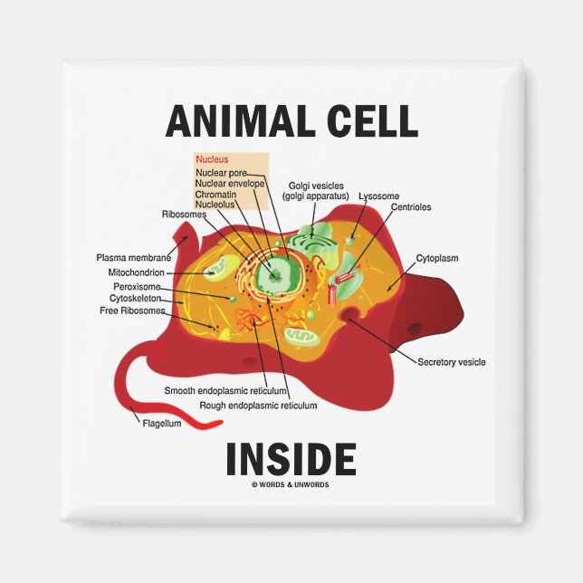 Animal Cell Inside (Eukaryote Cell Biology) Magnet (Front)
