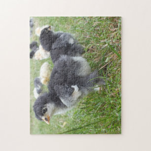 animal, chick, chicken, farm, cute, bird, baby, jigsaw puzzle