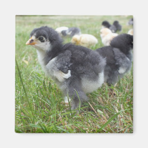 animal, chick, chicken, farm, cute, bird, baby, magnet
