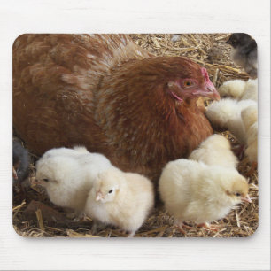 animal, chick, chicken, farm, cute, bird, baby, mouse pad