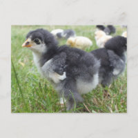 animal, chick, chicken, farm, cute, bird, baby,