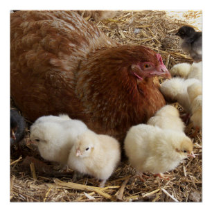 animal, chick, chicken, farm, cute, bird, baby, poster