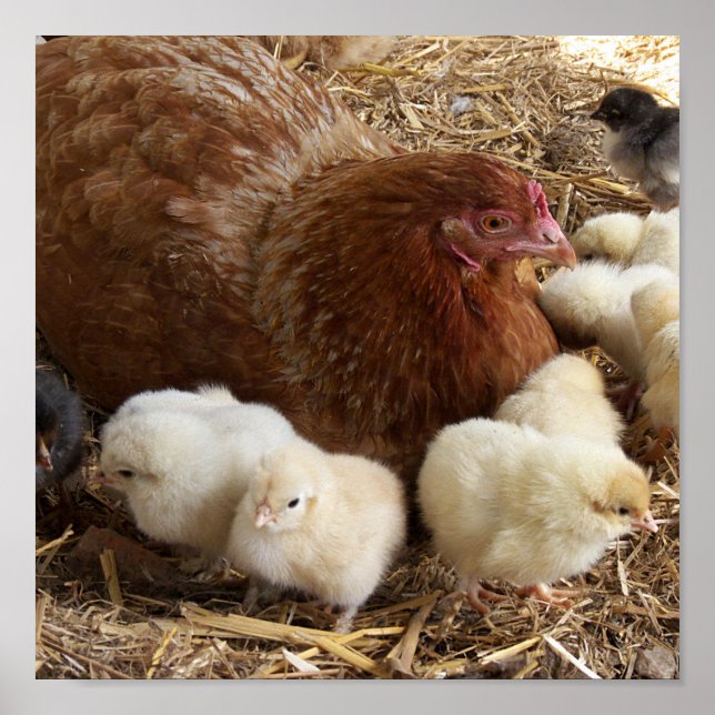 animal, chick, chicken, farm, cute, bird, baby, poster (Front)