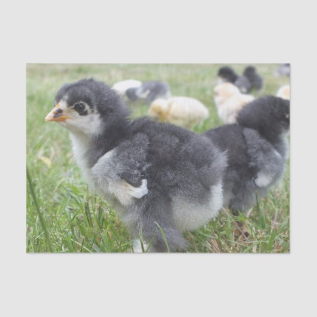 animal, chick, chicken, farm, cute, bird, baby, tissue paper (Front)