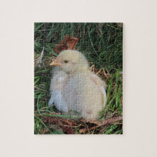 animal,chicken chicks live in green grass jigsaw puzzle