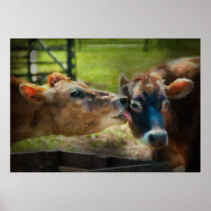 Animal - Cow - Let mommy clean that Poster