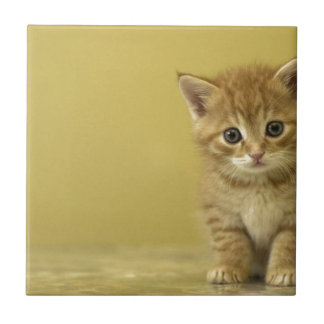 Animal - Curious Baby Kitten Tile