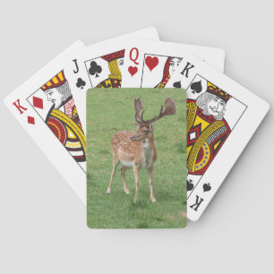 animal, deer, wildlife, forest, meadow, hunting, n playing cards