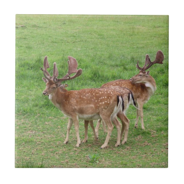 animal, deer, wildlife, forest, meadow, hunting, n tile (Front)