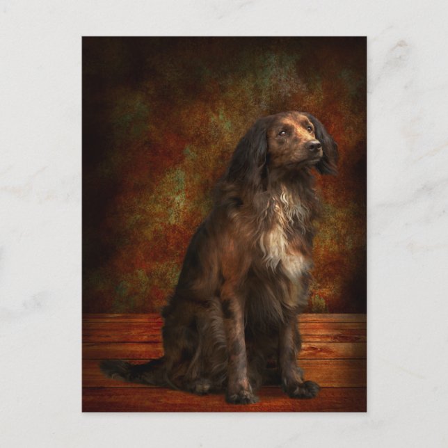 Animal - Dog - Cocker Spaniel - Those dreamy eyes Postcard (Front)