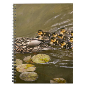 Animal - Ducks - Swim like a duck Notebook