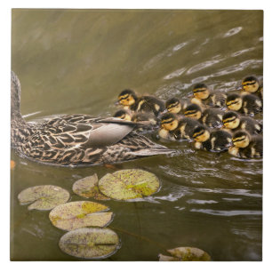 Animal - Ducks - Swim like a duck Tile