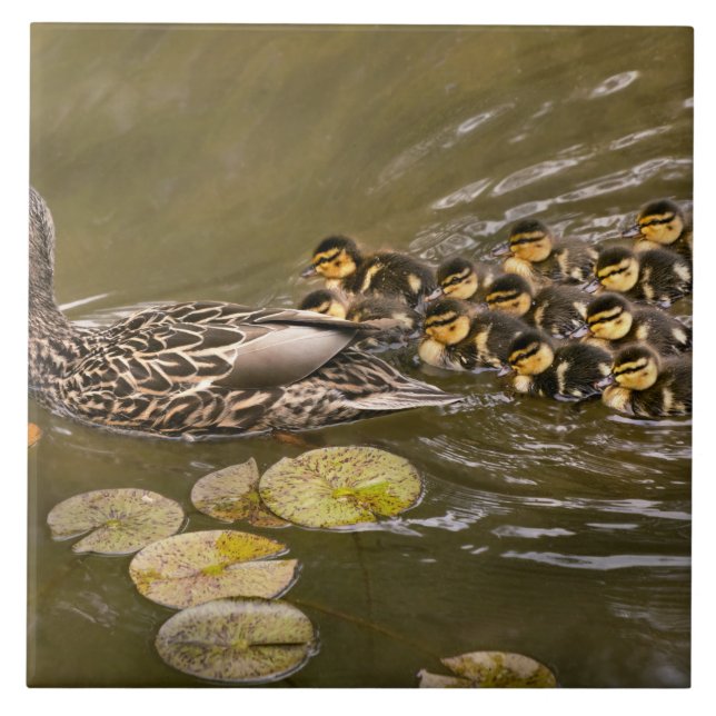 Animal - Ducks - Swim like a duck Tile (Front)