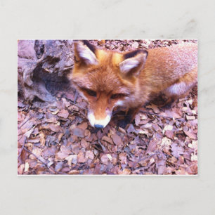 Animal Fox Forest Office Party Shower Digital Art Invitation Postcard