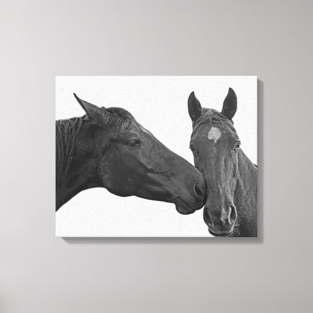 Animal horse equestrian photo black and white canvas print (Front)