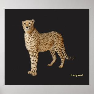 Animal image for poster