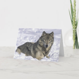 Animal In Snow Holiday Card