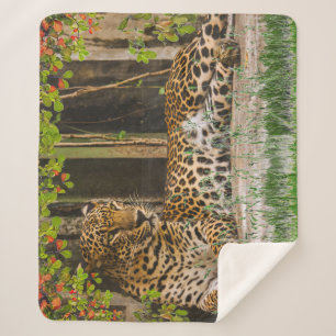 Animal Leopard Cat (50" X 60") Sherpa Blanket
