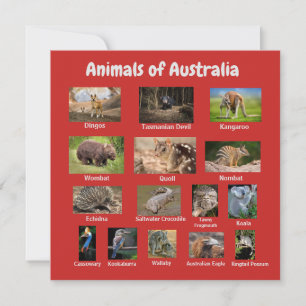 Animal of Australia