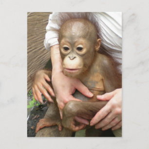 Animal Orphans Postcard