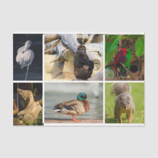 Animal Photos Flamingo Gorilla Parrots Koala Duck Tissue Paper
