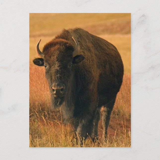 Animal Postcard (Front)