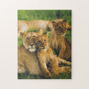 Animal Puzzles Mother and Baby Animal Lion Photogr