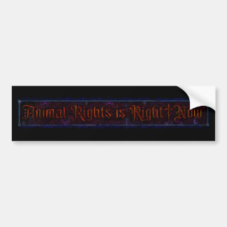 Animal Rights is Right|Now Bumper Sticker
