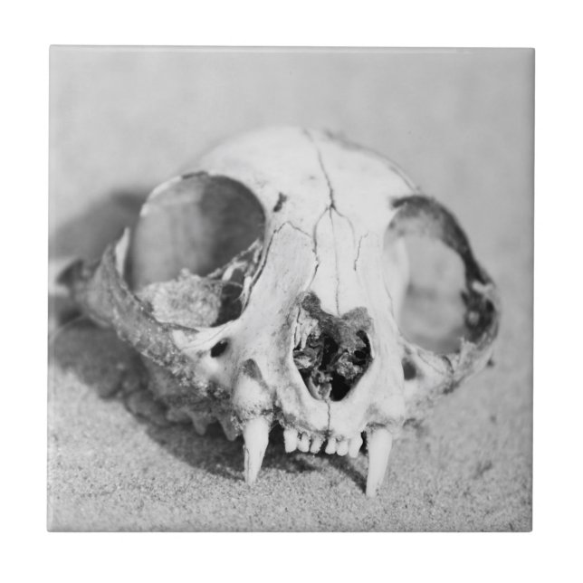 Animal’s skull tile (Front)