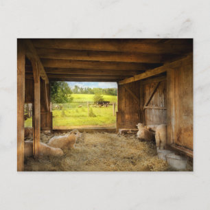 Animal - Sheep - Counting sheep Postcard