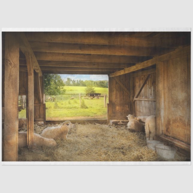 Animal - Sheep - Counting sheep Tissue Paper (Front)