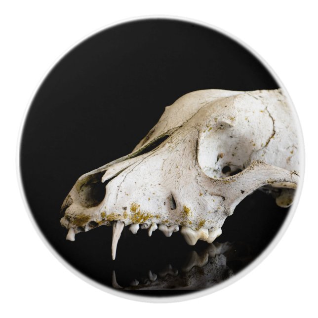 Animal skull ceramic knob (Front)