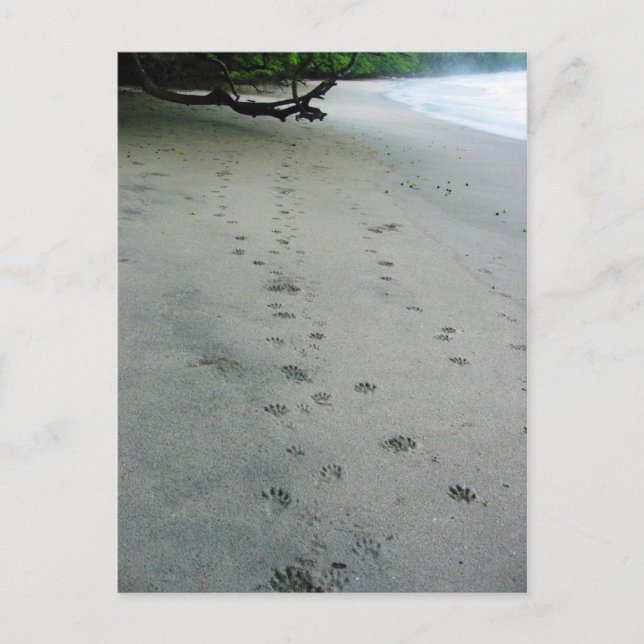 Animal Tracks - Manuel Antonio Park, Costa Rica Postcard (Front)