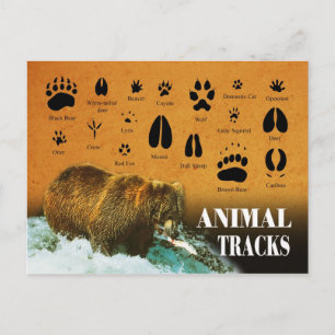 Animal Tracks Postcard