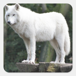 Animal Wolf Nature Peace Love Destiny Square Sticker