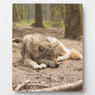 Animal Wolf Peace Love Wild Country Nature Plaque