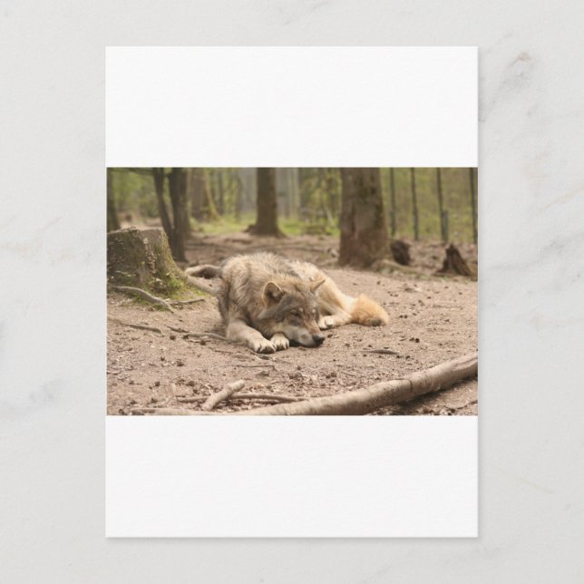 Animal Wolf Peace Love Wild Country Nature Postcard (Front)
