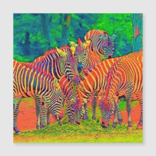 AnimalColor_Zebra_002