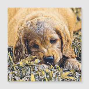 AnimalMix_Dog_005