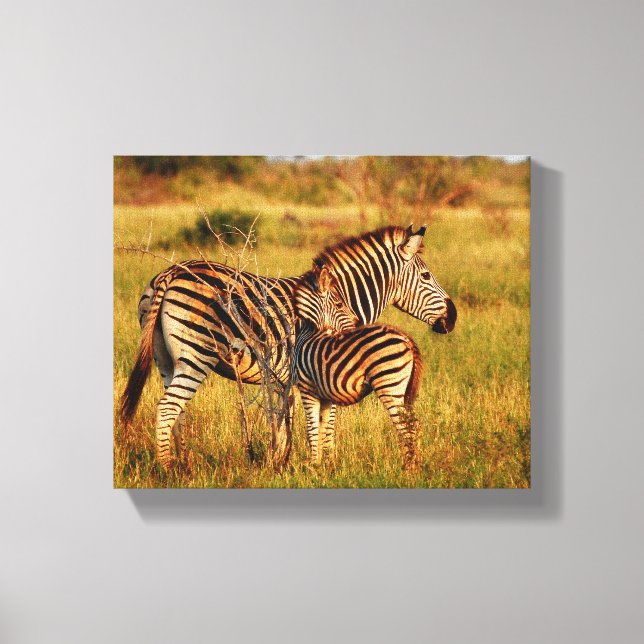 Animals Africa zebra Canvas Print (Front)