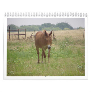 Animals Calander Calendar